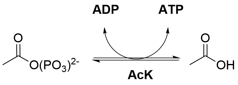 The image shows the reversible action of acetate kinase on acetyl phosphate and ADP, converting them to acetate and ATP respectively.