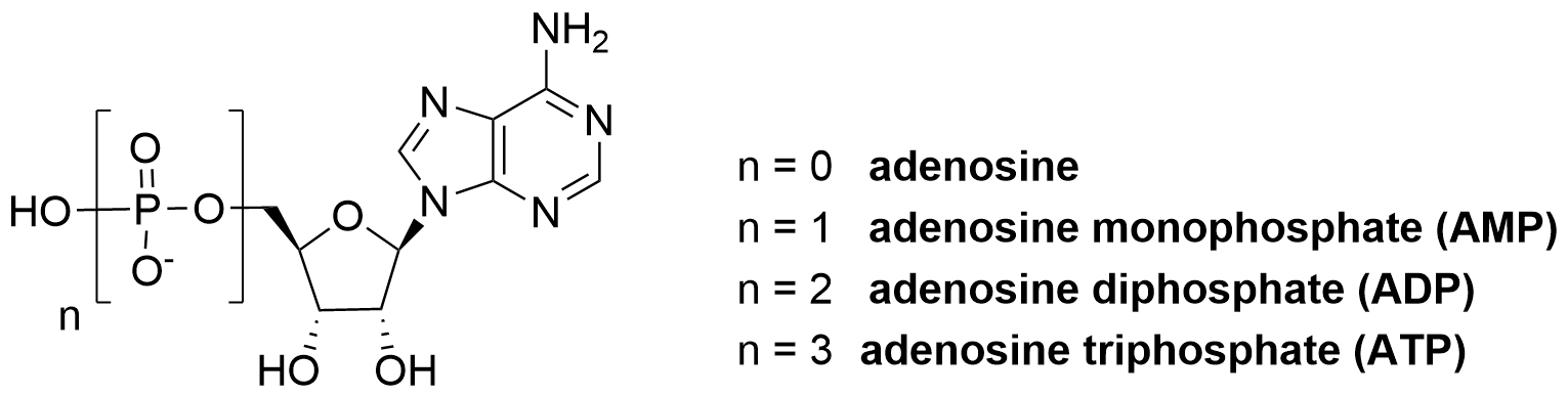 The image shows the structures of the adenosine-5’-phosphate series from adenosine (no phosphate) to adenosine triphosphate