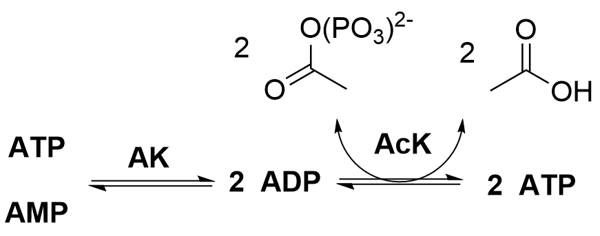 The image shows the reversible action of adenylate kinase on ADP and ATP converting to two equivalents of ADP, whereupon acetate kinase converts them both to ATP via transfer of phosphate from acetyl phosphate.