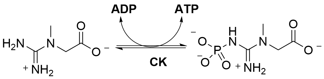 The image shows the reversible action of creatine kinase on creatine phosphate and ADP, converting them to creatine and ATP respectively.