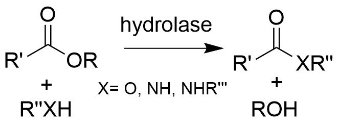 A hydrolase catalyzes the reaction of a generic ester with nucleophiles including water, alcohols, primary and secondary amines to give carboxylic acid, different ester and amide products respectively.