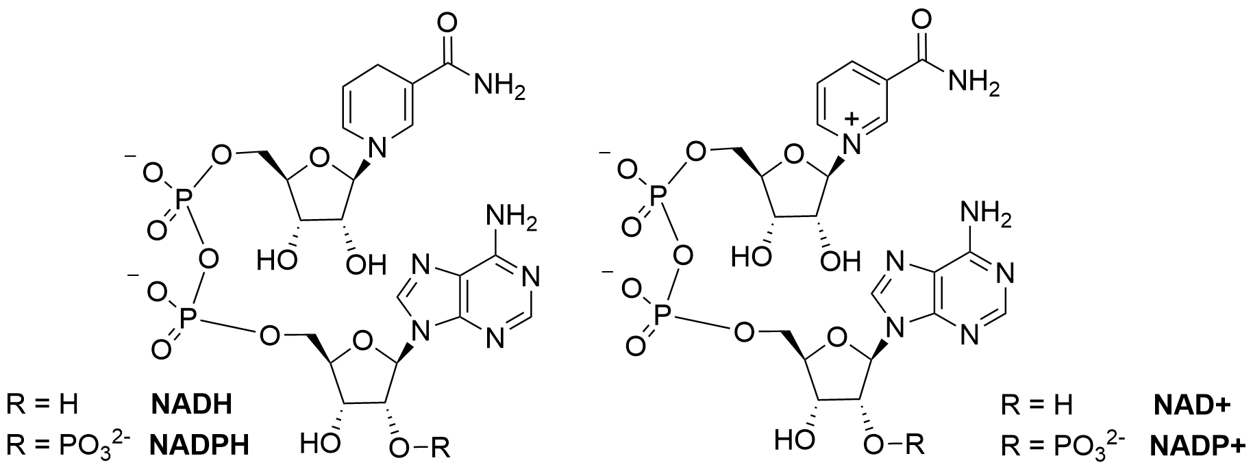 The image shows the closely related structures of the reduced (NADPH and NADH) and oxidized (NADP+ and NAD+) of the nicotinamide cofactors. The difference between the two series is that NADP series as a 2’-phosphate on the adenyl nucleotide.