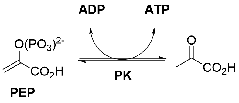 The image shows the reversible action of phosphoenolpyruvate kinase phosphoenolpyruvate and ADP, converting them to poly-(n-1)-phosphate and ATP respectively.