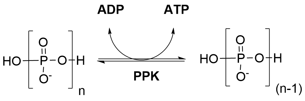 The image shows the reversible action of polyphosphate kinase on poly-(n)-phosphate and ADP, converting them to poly-(n-1)-phosphate and ATP respectively.