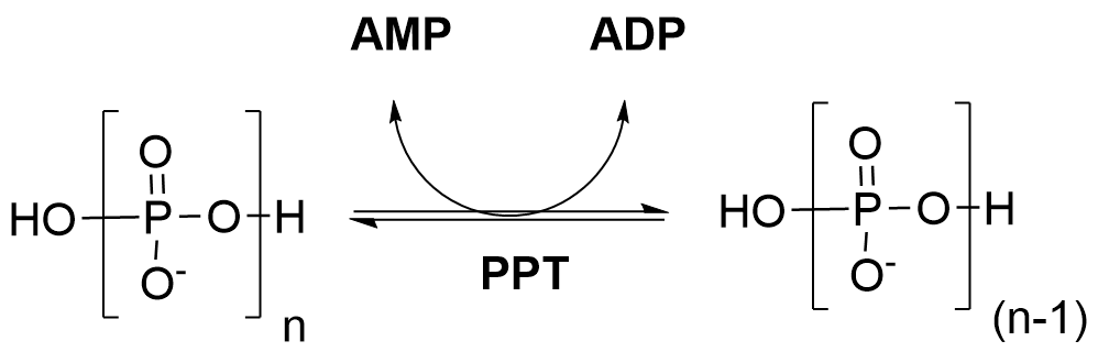The image shows the reversible action of polyphosphate transferase on poly-(n)-phosphate and AMP, converting them poly-(n-1)-phosphate and ADP respectively.