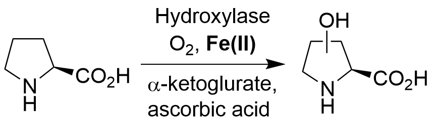 An α-ketoglutarate dependent enzyme catalyzes the aerobic, unspecified hydroxylation of the amino acid D-proline. Iron (II) salts, α-ketoglutarate are required reagents, whereas ascorbic acid is not always required.