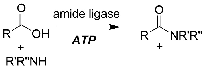 An amide ligase catalyzes the irreversible condensation of a generic carboxylic acid with a generic primary or secondary amine to give an amide product. The reaction requires ATP, and this requires a recycling system that is not shown in this section.