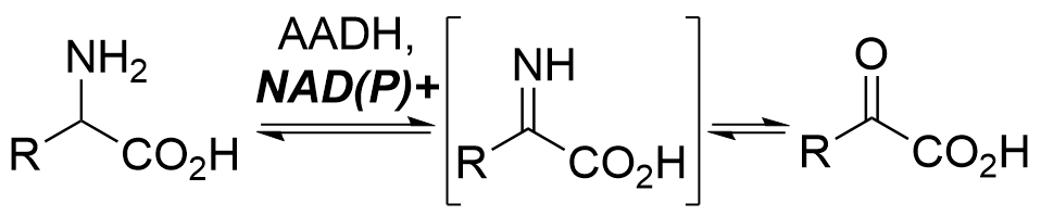 An amino acid dehydrogenase catalyzes the reversible oxidation of a generic α-amino acid to a transient α-iminoacid which then hydrolyzes to an α-oxoacid. NADP+ or NAD+ is required as a cofactor for this reaction and is converted to the reduced forms NADPH and NADH respectively. An oxidative cofactor recycling system is required but not shown in this section.