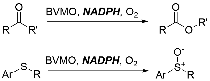 Two reactions are shown. The first reaction shows the Baeyer-Villiger monooxygenase catalyzing the aerobic conversion of a generic ketone to a generic ester. The second reaction shows the Baeyer-Villiger monooxygenase catalyzing the aerobic oxidation of a generic aryl alkyl sulfide to and aryl alkyl sulfoxide. Both reactions are NADPH dependent and a reductive recycling system is required, but not shown in this section.