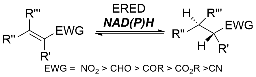 An enereductase catalyzes the reversible asymmetric trans-specific reduction of a generic tetra-substituted alkene where one substituent must be a generic electron withdrawing group. The electron withdrawing group affects the reactivity in the descending order, nitro, aldehyde, ketone, ester, nitrile. NADPH or NADH is required as a cofactor for this reaction and is converted to the oxidized forms NADP+ and NAD+ respectively. A cofactor recycling system is required but not shown in this section.