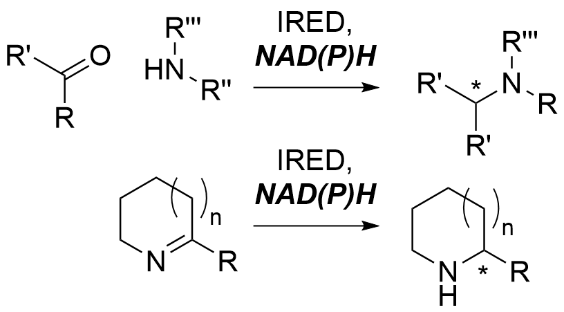 Two reactions are shown. The first shows the iminereductase catalyzing the intramolecular reductive amination of a generic ketone with a generic primary or secondary amine to give a product amine with a newly formed α-asymmetric center. The second reaction shows a generic cyclic imine with a generic R group in the 2-position, being reduced to the asymmetric cyclic amine. In both cases NADPH or NADH is required as a cofactor for this reaction and is converted to the oxidized forms NADP+ and NAD+ respectively. A cofactor recycling system is required but not shown in this section.