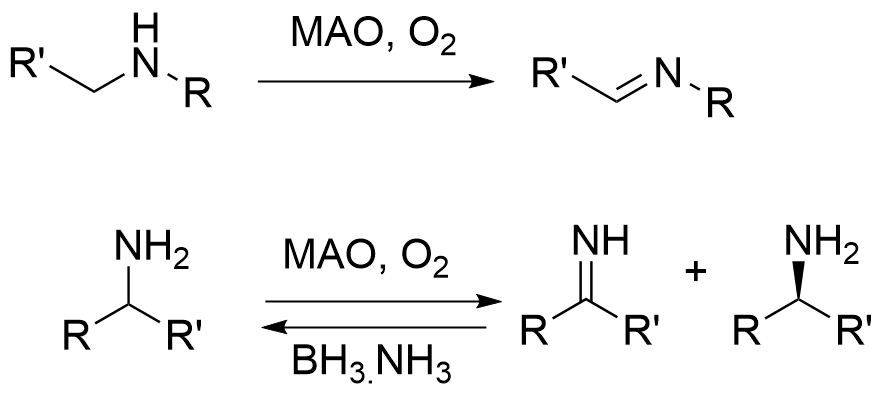 Two reactions are shown. The first reaction shows monoamine oxidase aerobically oxidizing a generic secondary amine to an N-substituted imine. The second reaction shows monoamine oxidase aerobically oxidizing a racemic primary amine to a 2,2-disubstituted imine leaving one amine enantiomer unreacted, this is done in the presence of a chemical reductant, borane-ammonia complex, which unselectively reduces the imine back to amine, allowing overall accumulation of a single enantiomer amide from a racemic starting material.